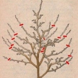 Značajke rezidbe mladih stabala jabuke